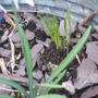 Snow drop