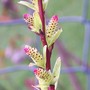 Salix 'Flamingo' (Salix)