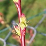 Salix 'Famingo' Catkins (Salix)