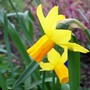 Narcissus cyclamineus (Daffodil)