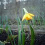 Narcissus cyclamineus (Daffodil)