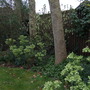 My shady border in Spring.