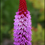 My Garden 2007 7 (Primula Viallii)