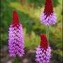My Garden 2007 15 (Primula Viallii)