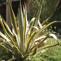 5ft  Agave...