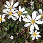 Sanguinaria