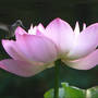 Nelumbo