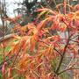 Acer in bud. (Acer palmatum (Japanese maple))