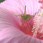 Katydid_hibiscus_pollen_feet_mouth_8-11-06_exc_med