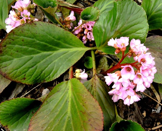 Bergenia cordifolia (Elephants ears) 14th March 2008 (Bergenia cordifolia (Elephant's ears))