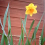 Narcissus cyclamineus (Daffodil)