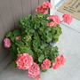 Another photo of the salmon pink geranium