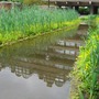 Barbican_in_bloom
