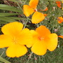 Eschscoltzia californica (Eschscholzia californica (California poppy))