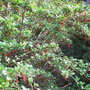Ribes speciosum (Ribes speciosum)