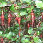 Ribes speciosum - close-up of the flowers (Ribes speciosum)