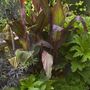 Canna.'Indian shot'