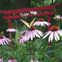 Rudbeckia