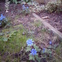 Anemone blanda 'Blue Shades' (Anemone blanda (Anemone))