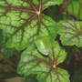 Stinkbug_on_heuchera_5-11-07_sm