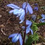 Scilla sibirica