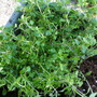 Thyme