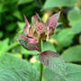 Beautiful Even Before it Blooms (Monarda fistulosa (Beebalm))