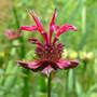 Monarda blooming (Monarda fistulosa (Beebalm))