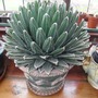 Agave Victoriae Regina (Agave victoriae-reginae (Century plant))