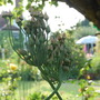 Bay Tree Cottage (Allium siculum)