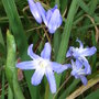 Chionodoxa_luciliae