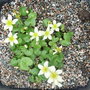 Caltha palustris 'Alba' (Caltha palustris 'Alba')
