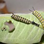 Monarch Caterpillars, Different Instars (Asclepias syriaca Common Milkweed)