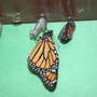 Eclosing (Asclepias syriaca Common Milkweed)