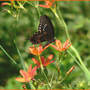 Blackberry Lily with Spicebush Swallowtail (Balemcanda chinesis)