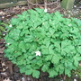 Anemone flaccida (Anemone flaccida)