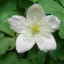 Anemone flaccida - close-up of flower (Anemone flaccida)