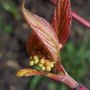 FLOWER?