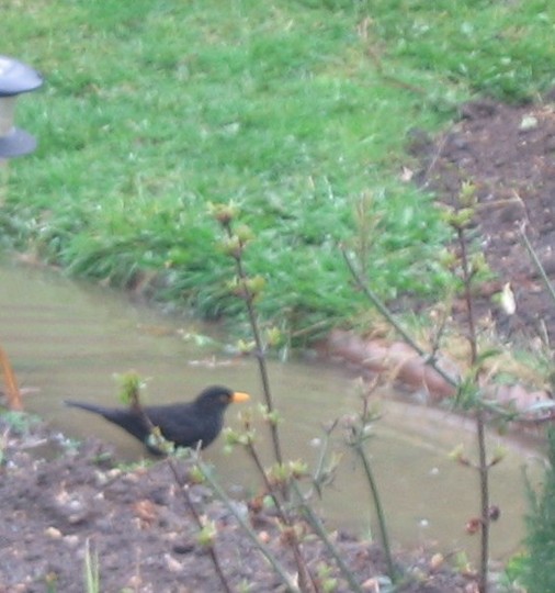 Blackbird having a little splash