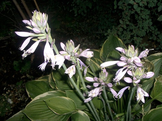 July 2007 (Hosta fortunei (Plantain lily))
