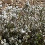 Deutzia gracilis (Deutzia gracilis)