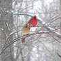 Cardinal_pair_3-07-08_snow_exc_sm