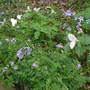Greek Valerian in Wildflower Bed (Polemonium reptans)