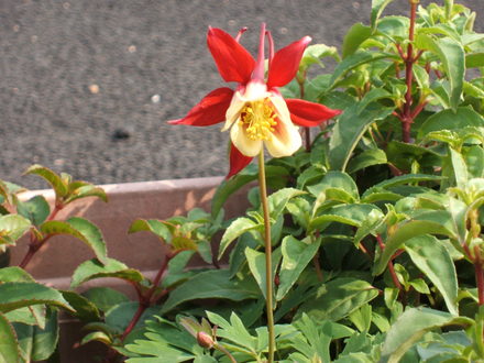 Aquilegia (Aquilegia)