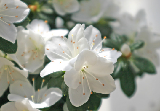 Azalea (azalea)
