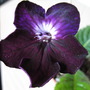 Botaniska_005