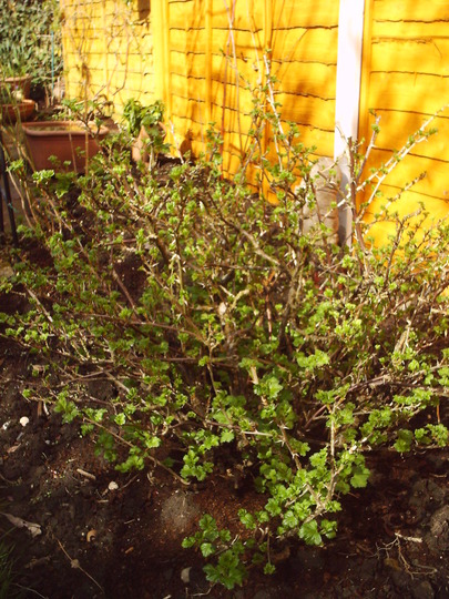 gooseberries
