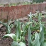 Tulipa gesneriana