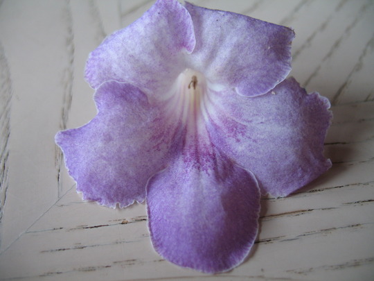 Pink Ice a hybrid from Uk (Streptocarpus)
