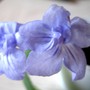 1blueheaven